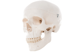 3B Scientific Skull Models