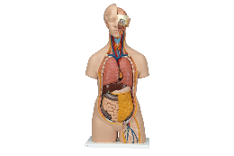 3B Scientific Torso Models