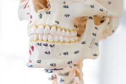 Anatomical Skull Models