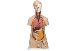 Anatomy Dolls for Medical Students
