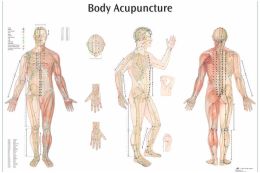 Acupuncture Charts, Models and More