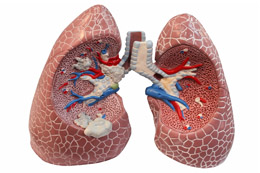 Lung Models