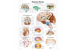 Medical Charts for Students