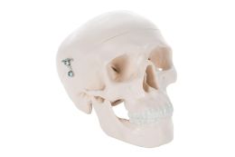 Skull Models for Medical Students