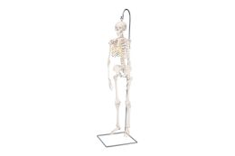 Skeleton Models for Students