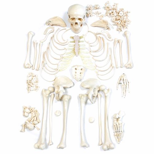 If you have enough space, the Human Skeleton is ideal for display