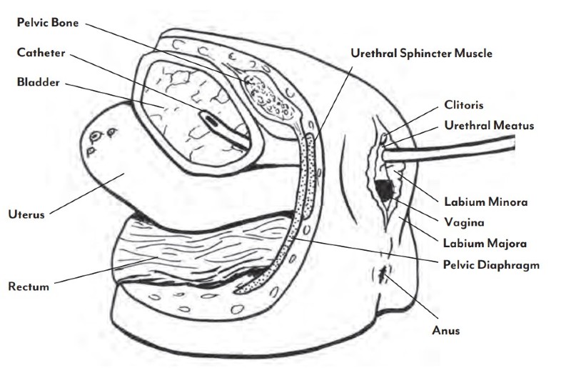 Life/Form Male and Female Catheter Models MedicalSupplies.co.uk