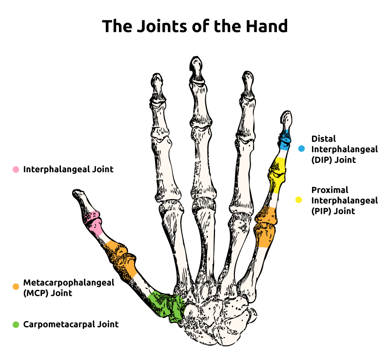 Joints of the Hand