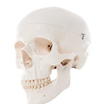 Best Skull Models for Medical Students 2024