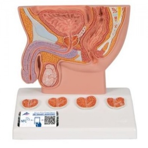 3B Scientific Anatomical Prostate Model, 1/2 Natural Size