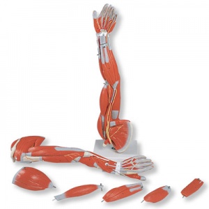 3/4 Life-Size Muscle Arm Model (6-Part) - MedicalSupplies.co.uk