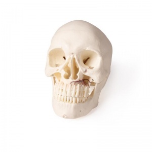 Erler Zimmer 5-Part Skull Dentistry Model - MedicalSupplies.co.uk