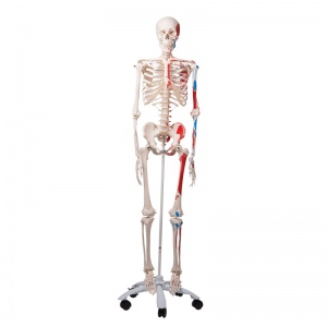 Anatomical Model Skeleton with Painted Muscles Max A11
