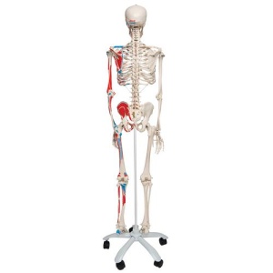 Full Size Skeletons - MedicalSupplies.co.uk