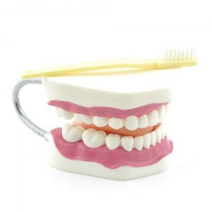 Dental Care Model with Toothbrush