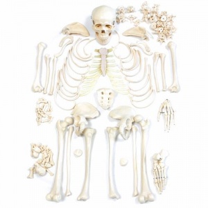 Disarticulated Human Model Skeleton