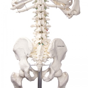 Full-Size Skeleton Model Oscar - MedicalSupplies.co.uk