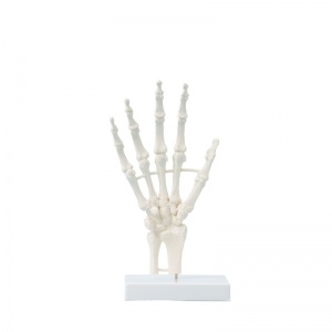Erler-Zimmer Basic Skeleton Hand Model