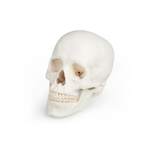 Erler-Zimmer Detailed Skull Model (3-Part)