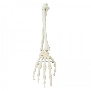Erler-Zimmer Forearm and Hand Skeleton Model