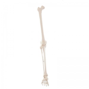Erler-Zimmer Leg Skeleton Model