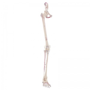 Erler-Zimmer Leg Skeleton Model with Half Pelvis and Muscle Markings