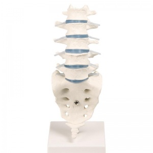 Erler-Zimmer Anatomical Lumbar Spine Model
