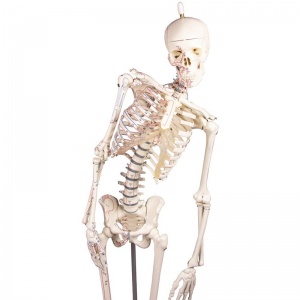 Miniature Skeleton Model Fred - MedicalSupplies.co.uk