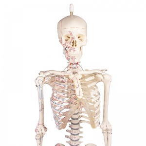 Miniature Skeleton Model Fred - MedicalSupplies.co.uk
