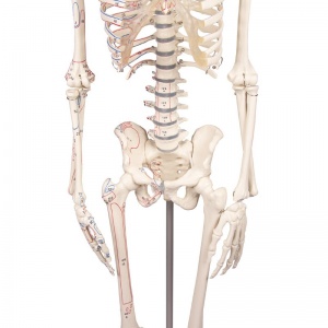 Miniature Skeleton Model Fred - MedicalSupplies.co.uk
