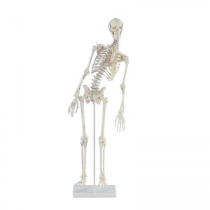 Miniature Skeleton Model Fred - MedicalSupplies.co.uk