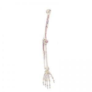 Erler-Zimmer Skeleton Arm Model with Muscle Markings
