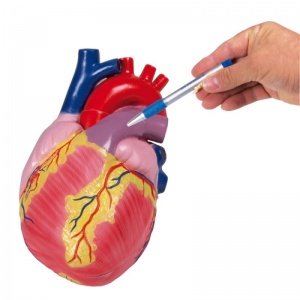 Erler-Zimmer Giant Heart Model (2-Part)