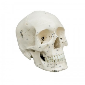Rudiger Anatomical Skull Model with Numbers