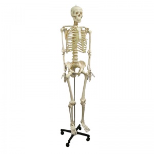 Anatomical Model Life-Size Skeleton