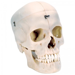 BONElike Human Bony Skull Model (6-Part)