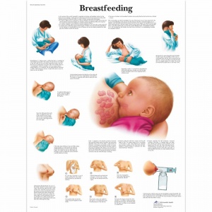 Breastfeeding Chart