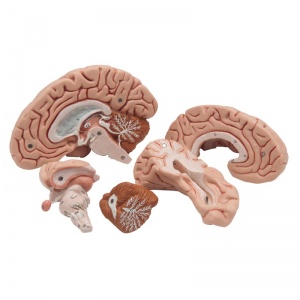 Brain Models - MedicalSupplies.co.uk