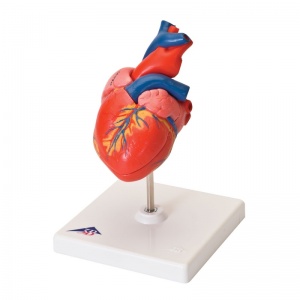 3B Scientific Classic Brain Model – 4-Part Anatomical Brain With Removable Base, Hand-Painted Structures