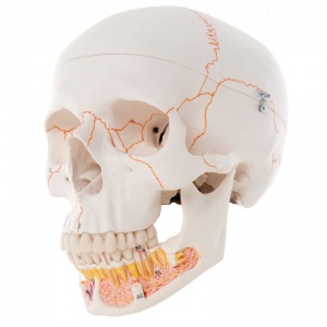 Classic Human Skull Model with Opened Lower Jaw (3-Part)