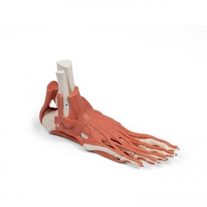 Erler-Zimmer Muscles and Tendons of the Foot Model