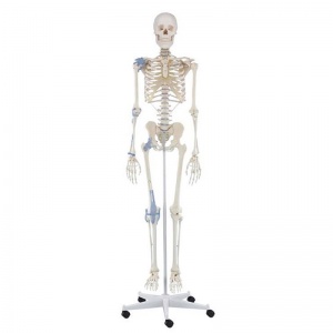 Erler-Zimmer Anatomical Full-Size Skeleton Model Otto