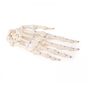 Numbered Skeleton Hand Model - MedicalSupplies.co.uk