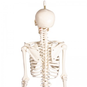 Miniature Skeleton Model Paul - MedicalSupplies.co.uk