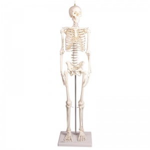 Erler-Zimmer Miniature Skeleton Model Paul with Moveable Spine