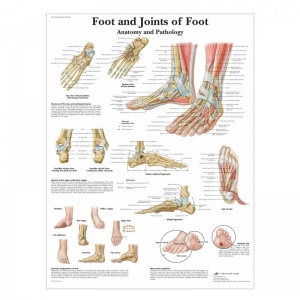 Foot and Ankle Anatomy Chart (Laminated)