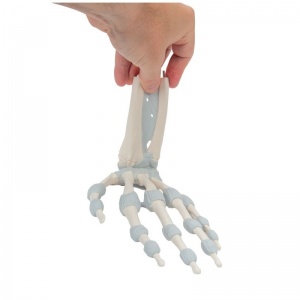Hand Skeleton Model with Elastic Ligaments - MedicalSupplies.co.uk