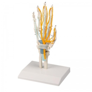 Erler-Zimmer Hand Anatomical Model with Tendons, Nerves and Carpal Tunnel