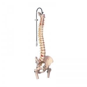Highly Flexible Spine Model with Femur Heads A59/2