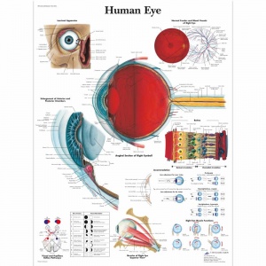 Human Eye Chart (Paper)